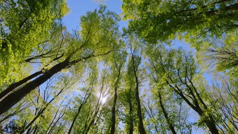 Green tree canopy against blue sky with bright sun Stock Footage 335764727