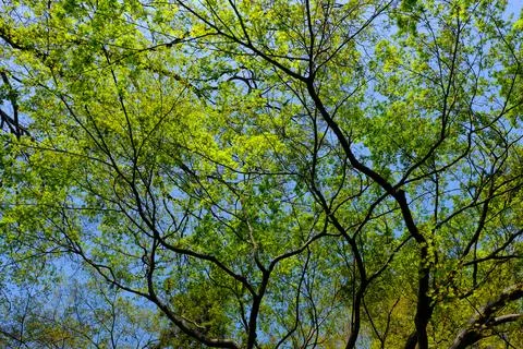 Green tree canopy against blue spring sky Stock Photos