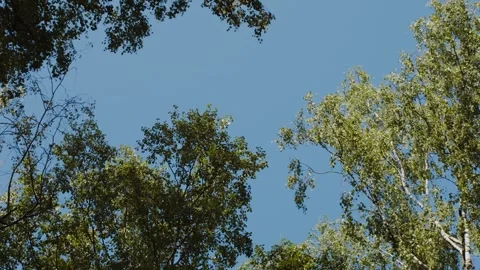 Green Tree Canopy Against Clear Blue Sky With Sunlit Birch Leaves And Overhead B Stock Footage 340775078