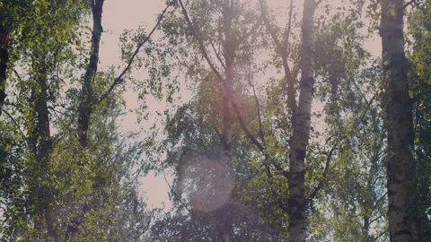Green Tree Canopy Against Clear Blue Sky With Sunlit Birch Leaves And Overhead B Stock Footage 340775083