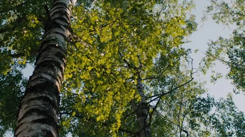 Green Tree Canopy Against Clear Blue Sky With Sunlit Birch Leaves And Overhead B Stock Footage 340775155