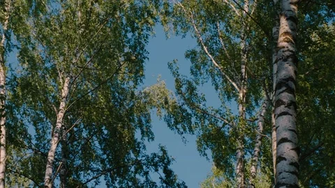 Green Tree Canopy Against Clear Blue Sky With Sunlit Birch Leaves And Overhead B Stock Footage 340775264