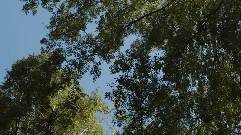 Green Tree Canopy Against Clear Blue Sky With Sunlit Birch Leaves And Overhead B Video stock 341664733