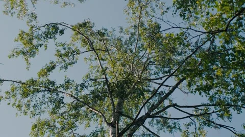Green Tree Canopy Against Clear Blue Sky With Sunlit Birch Leaves And Overhead B Video stock 341665263