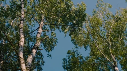 Green Tree Canopy Against Clear Blue Sky With Sunlit Birch Leaves And Overhead B Stock Footage 341666237