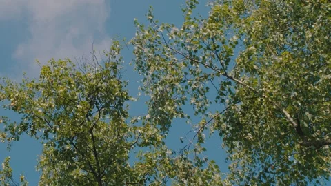 Green Tree Canopy Against Clear Blue Sky With Sunlit Birch Leaves And Overhead B Stockbeeldmateriaal 341666658