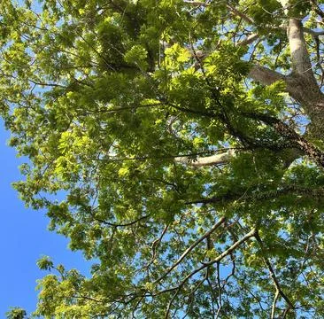 Green Tree Canopy Against Clear Blue Sky Stock Photos