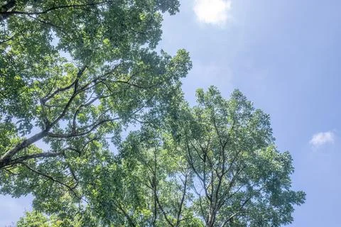Green Tree Canopy and Blue Sky from a Low Angle View Stock Photos