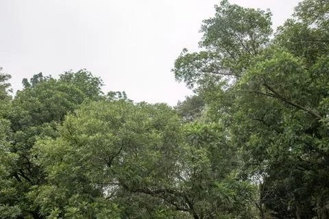 Green Tree Canopy from Below with Crossing Branches. Stock Photos