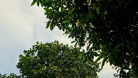 Green Tree Canopy Branching Under Bright Day Sky Stockbeeldmateriaal 342782116