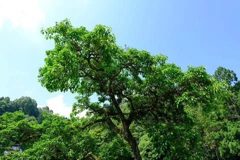 Green tree canopy in bright forest landscape Stock Photos