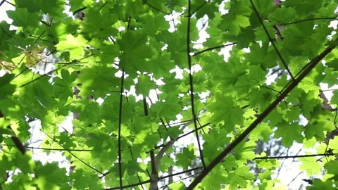 Green tree canopy with bright sunlight creating natural patterns Video stock 311962767