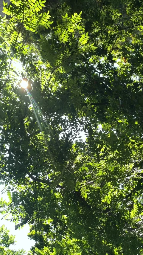 Green tree canopy in a city park, outdoor recreation. Stock Footage 342994242