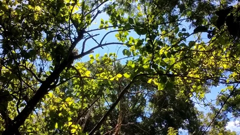 Green Tree Canopy Stock Footage 331265661