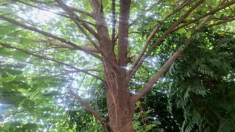 Green Tree Canopy In Forest Looking Up At Sunny Sky Background Stock Photos