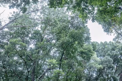 Green tree canopy framing the sky in tropical woodland Stock Photos