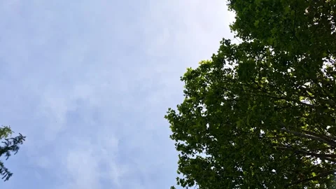 Green tree canopy gently swaying under blue sky Vidéo 310309596