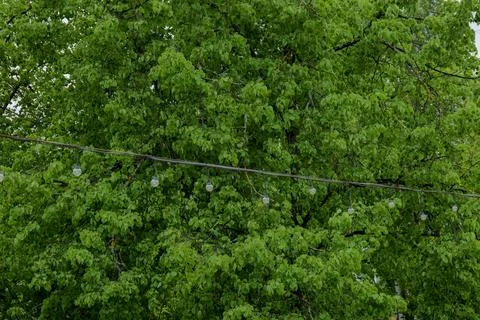 Green Tree Canopy with Hanging String Lights Stock Photos