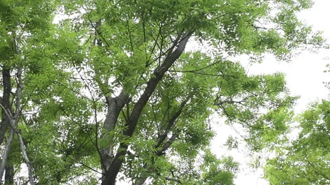 Green Tree Canopy Leaves Nature Forest Background Summer Stock Footage 333485038