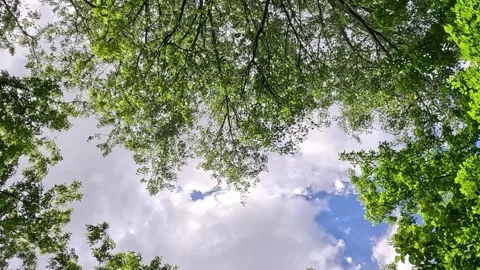 Green Tree Canopy Moving Under Cloudy Spring Sky 스톡 동영상 339620159