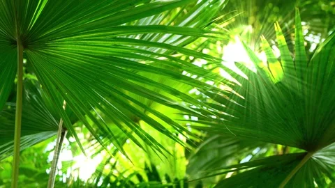 Green tree canopy from palm leaves against sunlight Stock Footage 257936205