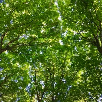 Green Tree Canopy Foto stock