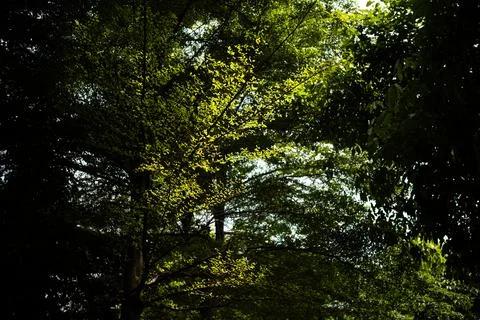 Green tree canopy Stock Photos