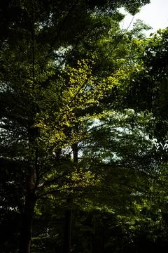 Green tree canopy Stock Photos