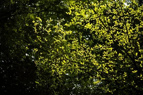 Green tree canopy Stock Photos