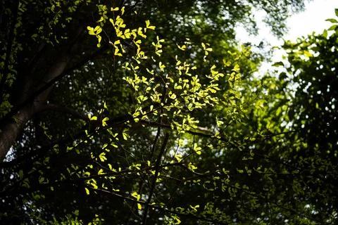 Green tree canopy Stock Photos