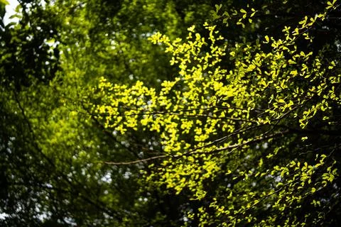 Green tree canopy Stock Photos
