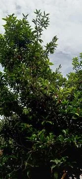 Green Tree Canopy Stock Photos