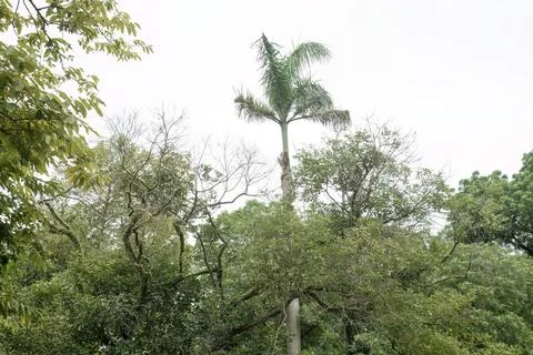 Green Tree Canopy Reaching Toward Bright Sky Stock Photos