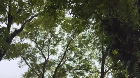 Green Tree Canopy with Sunlight Shining Through the Leaves Stock Footage 319027483