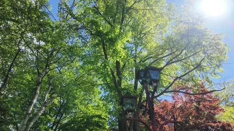 Green tree canopy swaying in the breeze under bright sunlight Stock Footage 339270545