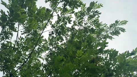 Green Tree Canopy Swaying in Breeze Under Overcast Sky, Bhubaneswar, India Video stock 341716784