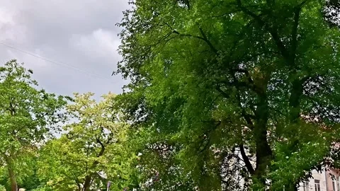Green Tree Canopy Swaying Gently in Spring Breeze Under Sky Stock Footage 337113376