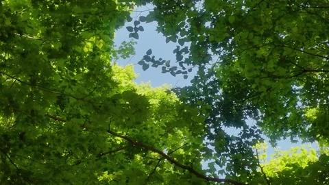 Green tree canopy swaying gently against blue sky Stock Footage 338052281