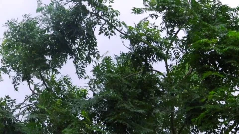 Green tree canopy swaying in the wind under an overcast sky Video stock 336533274