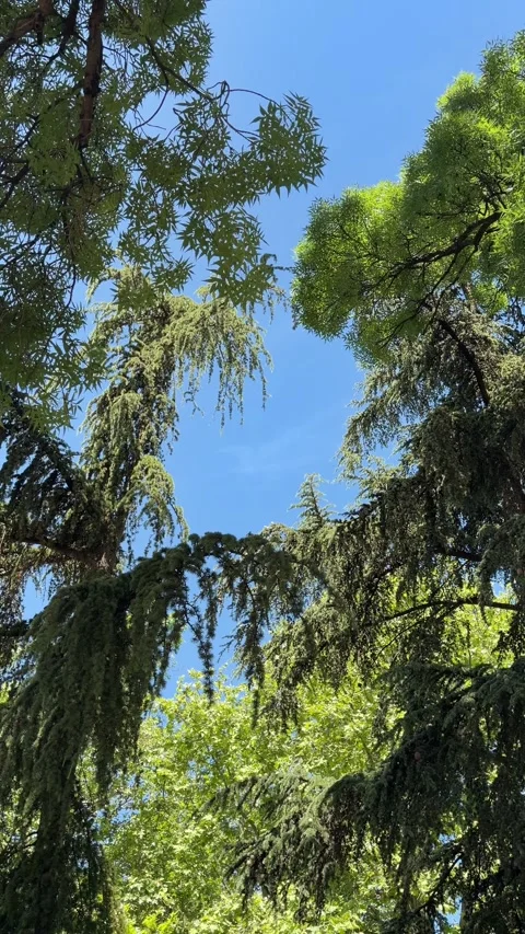 Green tree canopy swaying in the wind under clear blue sky. Nature Stock Footage 338055099