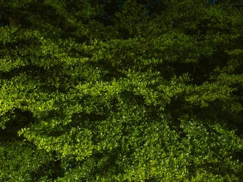 Green Tree Canopy Texture with Dappled Light and Shadow, Natural Foliage Ba.. Stock Photos