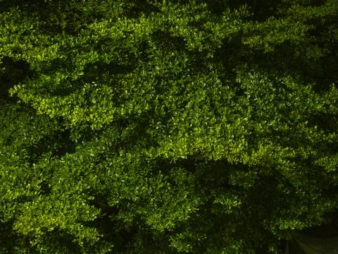Green Tree Canopy Texture with Dappled Light and Shadow, Natural Foliage Ba.. Stock Photos
