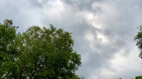 Green Tree Canopy Under Dramatic Cloudy Sky Vídeos de archivo 341722627