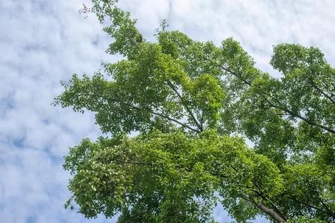 Green Tree Canopy Under Soft Cloudy Blue Sky Stock Photos
