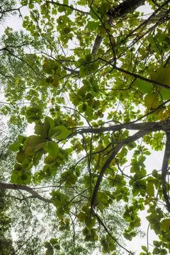 Green Tree Canopy View From Below With Bright Sky Stock Photos