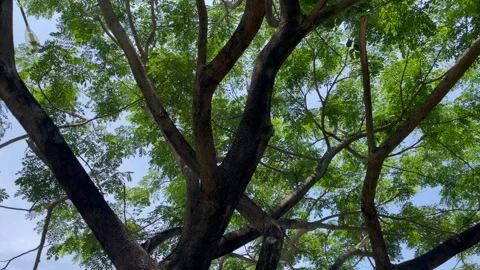 Green tree canopy viewed from below in bright daylight. Stock Footage 321131887