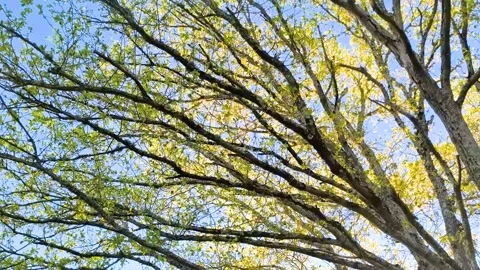 Green tree canopy viewed from below against bright blue sky Stock Footage 340533339