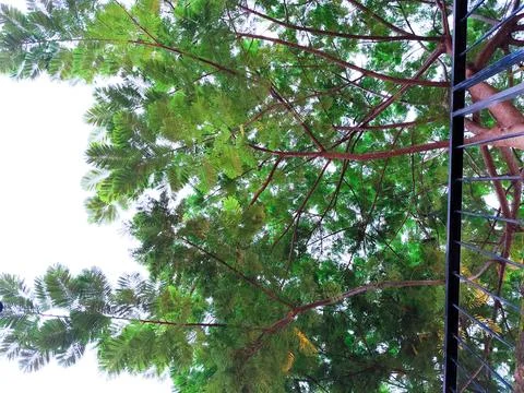 Green Tree Canopy Viewed from Below with Lush Leaves and Branches Against Bright Stock Photos