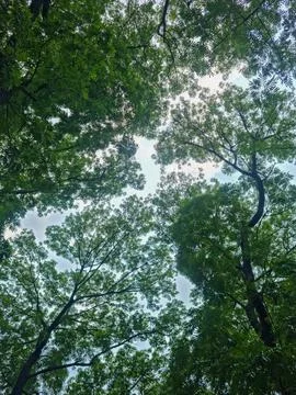 Green tree canopy viewed from below against open sky. Forest conservation c.. 库存照片