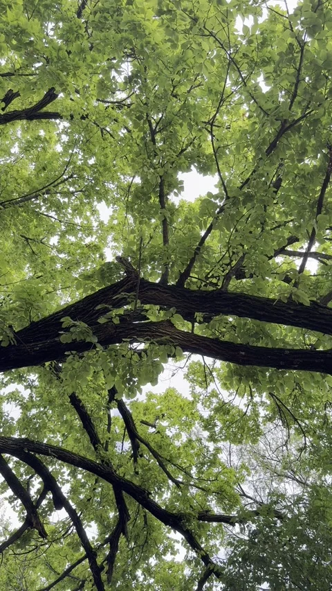 Green Tree Canopy Viewed Upward Stockbeeldmateriaal 347169624